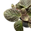 Episcia cupreata 'Tierra Tortuga' 
