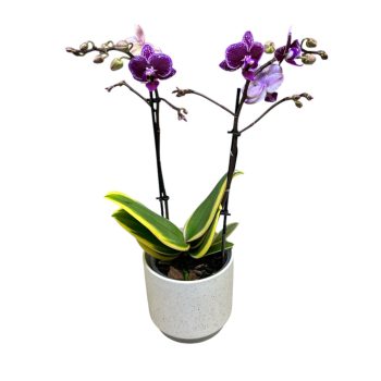   Phalaenopsis 'Hornglin Vicky Variegata' - tarka levelű orchidea