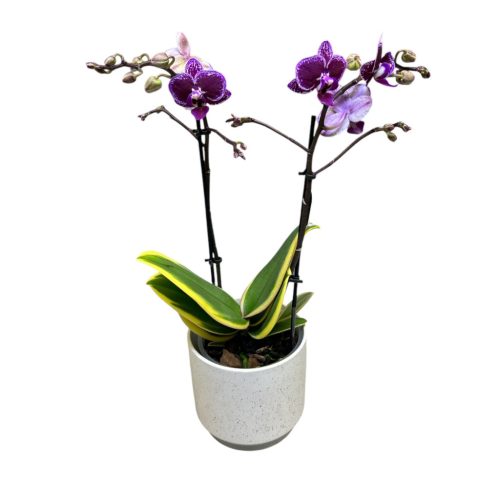Phalaenopsis 'Hornglin Vicky Variegata' - tarka levelű orchidea