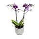 Phalaenopsis 'Hornglin Vicky Variegata' - tarka levelű orchidea