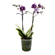 Phalaenopsis 'Hornglin Vicky Variegata' - tarka levelű orchidea