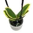 Phalaenopsis 'Hornglin Vicky Variegata' - tarka levelű orchidea