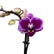 Phalaenopsis 'Hornglin Vicky Variegata' - tarka levelű orchidea