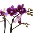 Phalaenopsis 'Hornglin Vicky Variegata' - tarka levelű orchidea
