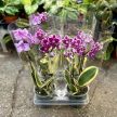 Phalaenopsis 'Hornglin Vicky Variegata' - tarka levelű orchidea