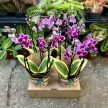 Phalaenopsis 'Hornglin Vicky Variegata' - tarka levelű orchidea
