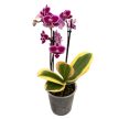 Phalaenopsis 'Hornglin Vicky Variegata' - tarka levelű orchidea