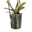 Phalaenopsis 'Hornglin Vicky Variegata' - tarka levelű orchidea