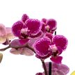 Phalaenopsis 'Hornglin Vicky Variegata' - tarka levelű orchidea