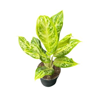 Aglaonema 'Citrus Glow'