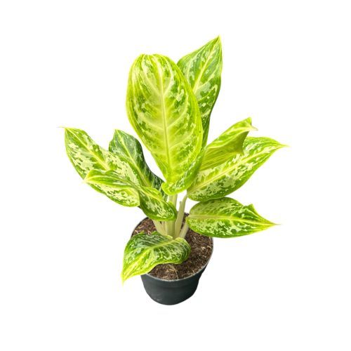 Aglaonema 'Citrus Glow'