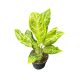Aglaonema 'Citrus Glow'