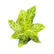 Aglaonema 'Citrus Glow'