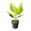Aglaonema 'Citrus Glow'