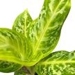 Aglaonema 'Citrus Glow'