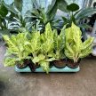 Aglaonema 'Citrus Glow'