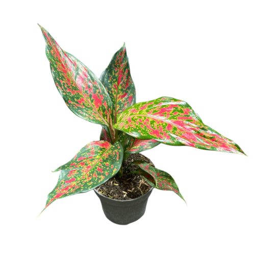 Aglaonema 'Strawberry Baby'