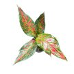 Aglaonema 'Strawberry Baby'