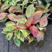 Aglaonema 'Strawberry Baby'