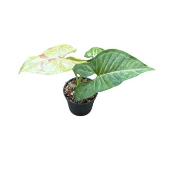 Syngonium podophyllum 'Confetti' mini (Inplanted)