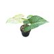 Syngonium podophyllum 'Confetti' mini (Inplanted)
