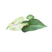 Syngonium podophyllum 'Confetti' mini (Inplanted)