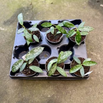 Hoya sungwookii (6 db)