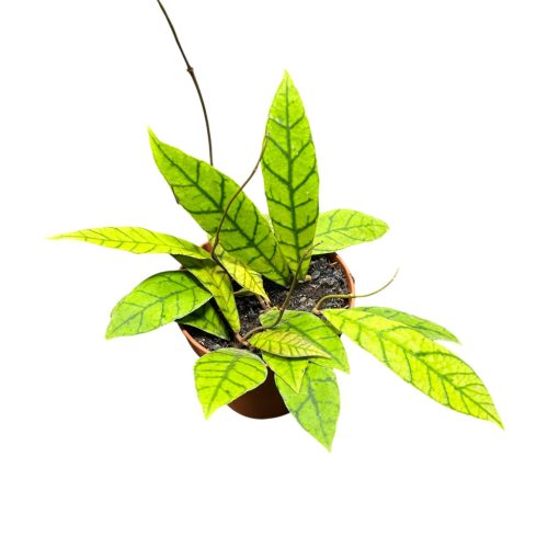 Hoya callistophylla 'KAL-16'