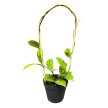 Hoya callistophylla (Inplanted) bambuszkarón
