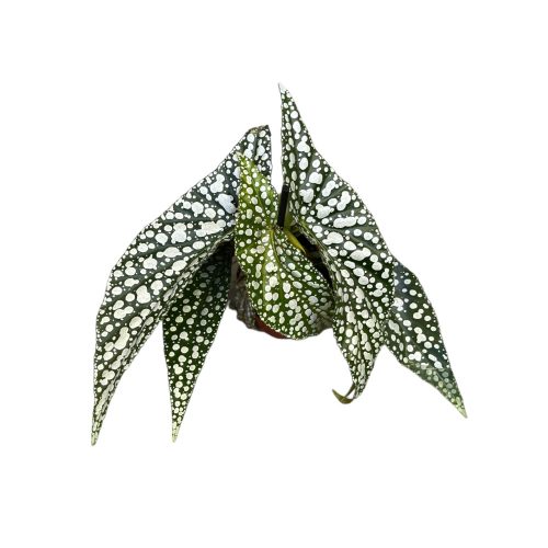 Begonia maculata ‘Silver Spot’