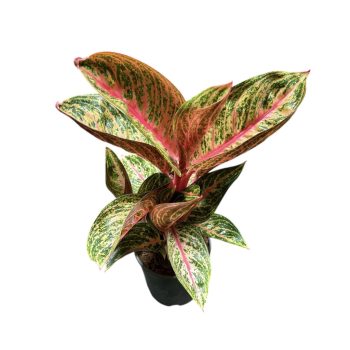 Aglaonema 'Golden Powder'