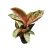 Aglaonema 'Golden Powder'