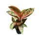 Aglaonema 'Golden Powder'