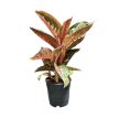 Aglaonema 'Golden Powder'