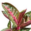 Aglaonema 'Golden Powder'