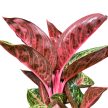 Aglaonema 'Golden Powder'