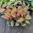Aglaonema 'Golden Powder'