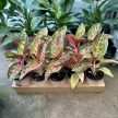 Aglaonema 'Golden Powder'