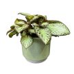 Episcia 'Chocolate Soldier'