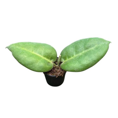 Hoya calycina 'Stargrazer' (Inplanted)