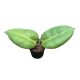 Hoya calycina 'Stargrazer' (Inplanted)