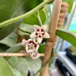 Hoya calycina 'Stargrazer' (Inplanted)