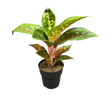 Aglaonema 'Lychee Red'