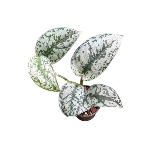 Scindapsus pictus 'Silver Lady' mini (Inplanted)
