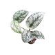 Scindapsus pictus 'Silver Lady' mini (Inplanted)