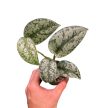 Scindapsus pictus 'Silver Lady' mini (Inplanted)