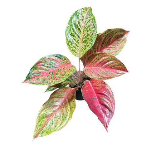 Aglaonema 'Grand Bouquet'