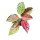 Aglaonema 'Grand Bouquet'