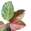 Aglaonema 'Grand Bouquet'