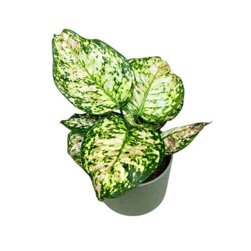 Aglaonema 'Jazzy Red' 3.